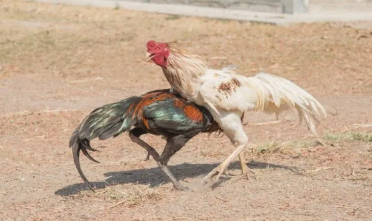 Sảnh đá gà WS168 tại K9CC quy tụ nhiều trận đấu kịch tính